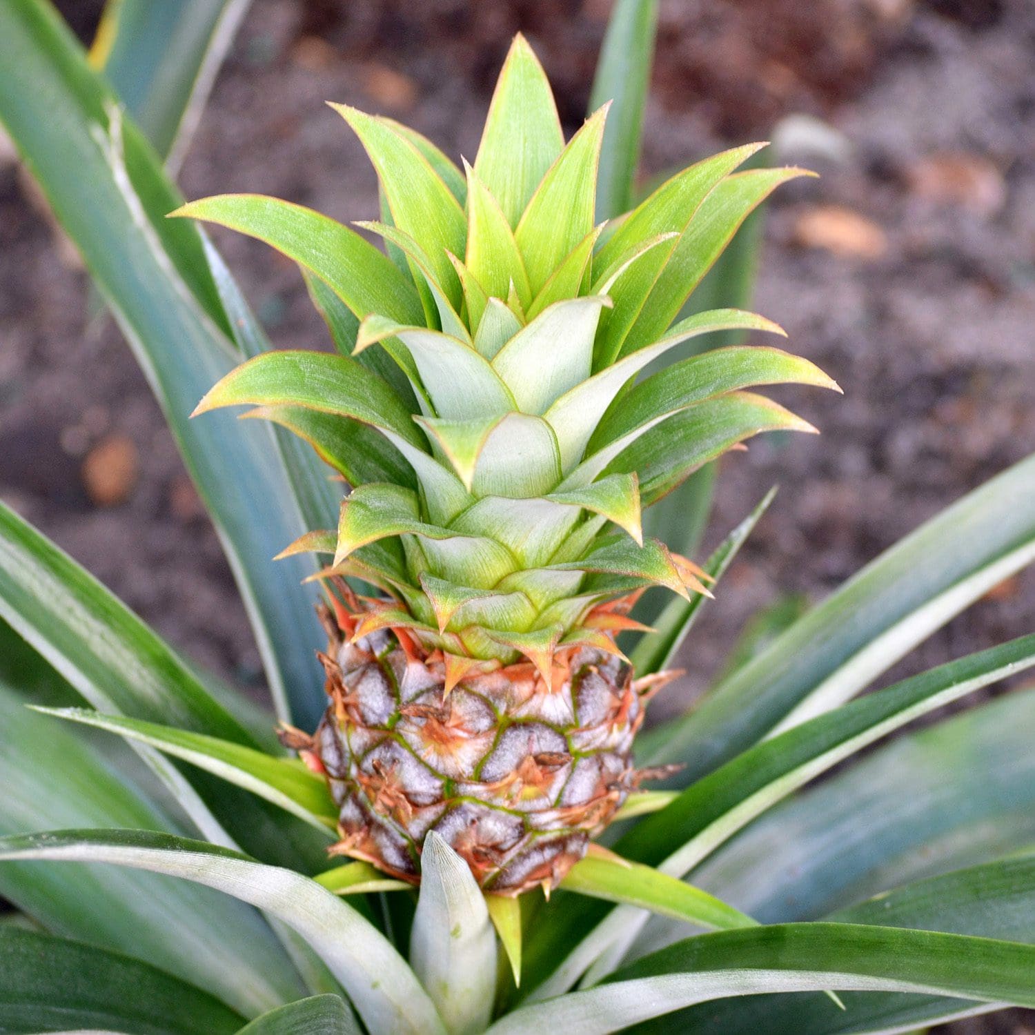 bromelain pineapple